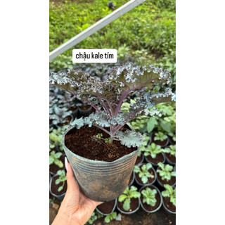 Chậu Kale Xoăn Tím
