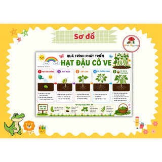 Quá Trình Phát Triển Thực Vật & Vòng Đời Động Vật | Học Liệu Montessori STEM Cho Bé 3-10 Tuổi
