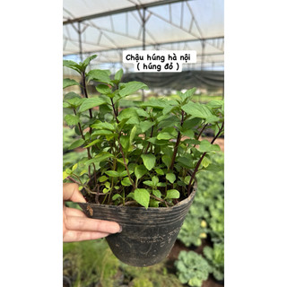 Chậu Húng Hà Nội