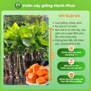 Cây giống Mít sai quả, dễ trồng - MÍT THÁI, MÍT  chuẩn giống, năng suất cao - Hỏa tốc HN - MT1
