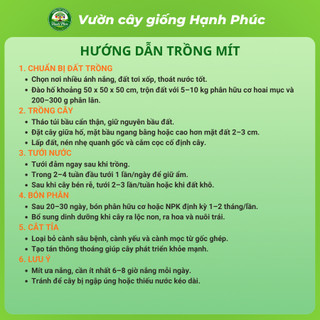 Cây giống Mít sai quả, dễ trồng - MÍT THÁI, MÍT  chuẩn giống, năng suất cao - Hỏa tốc HN - MT1