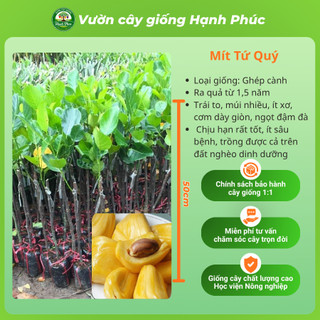 Cây giống Mít sai quả, dễ trồng - MÍT THÁI, MÍT  chuẩn giống, năng suất cao - Hỏa tốc HN - MT1