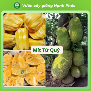 Cây giống Mít sai quả, dễ trồng - MÍT THÁI, MÍT  chuẩn giống, năng suất cao - Hỏa tốc HN - MT1