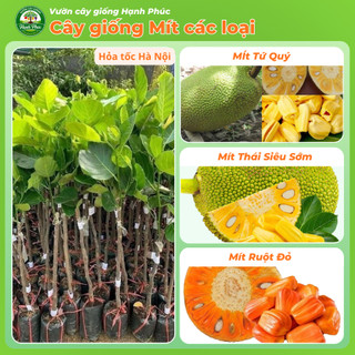 Cây giống Mít sai quả, dễ trồng - MÍT THÁI, MÍT  chuẩn giống, năng suất cao - Hỏa tốc HN - MT1