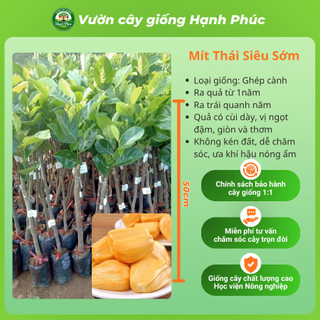 Cây giống Mít sai quả, dễ trồng - MÍT THÁI, MÍT  chuẩn giống, năng suất cao - Hỏa tốc HN - MT1