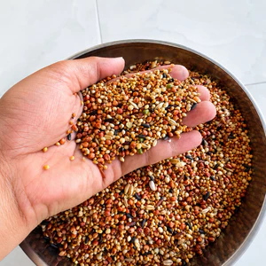 Hạt kê, Cỏ thái 5 màu ,ngũ cốc cho chim cu gáy , vẹt , Yến phụng, két , sáo…..
