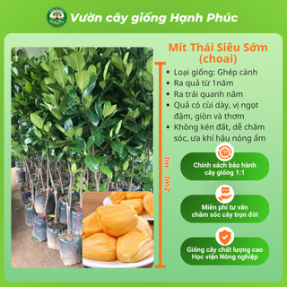 Cây giống Mít Choai siêu sai, dễ trồng- MÍT THÁI, MÍT TỐ NỮ, MÍT KHÔNG HẠT, MÍT RUỘT ĐỎ chuẩn giống, năng suất cao - MT2