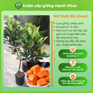 Cây giống Mít Choai siêu sai, dễ trồng- MÍT THÁI, MÍT TỐ NỮ, MÍT KHÔNG HẠT, MÍT RUỘT ĐỎ chuẩn giống, năng suất cao - MT2