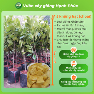 Cây giống Mít Choai siêu sai, dễ trồng- MÍT THÁI, MÍT TỐ NỮ, MÍT KHÔNG HẠT, MÍT RUỘT ĐỎ chuẩn giống, năng suất cao - MT2
