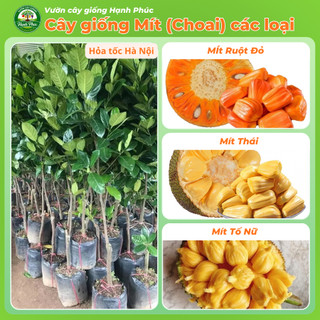 Cây giống Mít Choai siêu sai, dễ trồng- MÍT THÁI, MÍT TỐ NỮ, MÍT KHÔNG HẠT, MÍT RUỘT ĐỎ chuẩn giống, năng suất cao - MT2