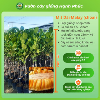 Cây giống Mít Choai siêu sai, dễ trồng- MÍT THÁI, MÍT TỐ NỮ, MÍT KHÔNG HẠT, MÍT RUỘT ĐỎ chuẩn giống, năng suất cao - MT2