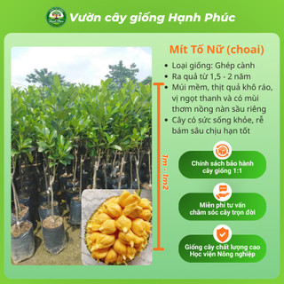 Cây giống Mít Choai siêu sai, dễ trồng- MÍT THÁI, MÍT TỐ NỮ, MÍT KHÔNG HẠT, MÍT RUỘT ĐỎ chuẩn giống, năng suất cao - MT2