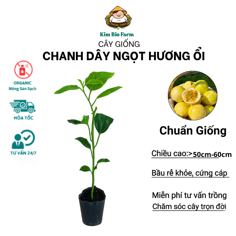 Cây Giống Chanh Dây Hương Ổi – Cây Ghép, Giống Mới, Dễ Trồng, Hiệu Quả Kinh Tế Cao, Trái Ngọt Thanh