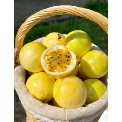 Cây Giống Chanh Dây Hương Ổi – Cây Ghép, Giống Mới, Dễ Trồng, Hiệu Quả Kinh Tế Cao, Trái Ngọt Thanh