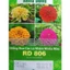 1gr Hat Giống Hoa Cúc Lá Nhám Nhiều Màu RD 806 ( lùn), Nhanh Ra Hoa, Trồng Quanh Năm, Hạt Giống Cty Rạng Đông Nổi Tiếng