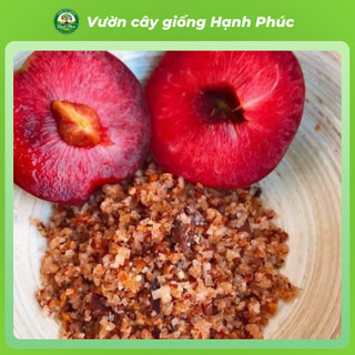 Cây giống MẬN HẬU MỘC CHÂU Chuẩn Giống, Siêu Sai Quả, Dễ Trồng, Năng Suất Cao - Hỏa tốc HN