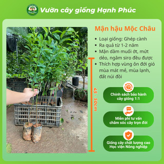 Cây giống MẬN HẬU MỘC CHÂU Chuẩn Giống, Siêu Sai Quả, Dễ Trồng, Năng Suất Cao - Hỏa tốc HN