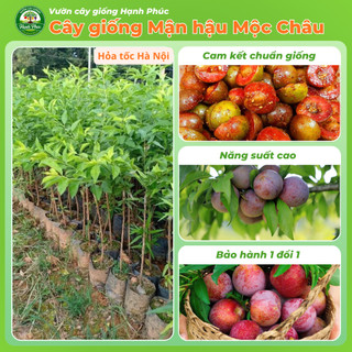 Cây giống MẬN HẬU MỘC CHÂU Chuẩn Giống, Siêu Sai Quả, Dễ Trồng, Năng Suất Cao - Hỏa tốc HN
