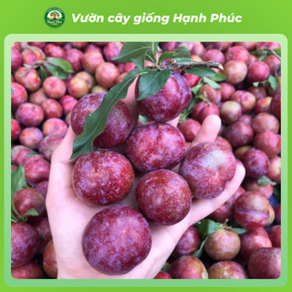 Cây giống MẬN HẬU MỘC CHÂU Chuẩn Giống, Siêu Sai Quả, Dễ Trồng, Năng Suất Cao - Hỏa tốc HN