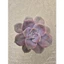 sen đá hồng mập size trung 10-12cm LINHDAN GARDEN. Lỗi 1 đổi 1!