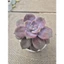 sen đá hồng mập size trung 10-12cm LINHDAN GARDEN. Lỗi 1 đổi 1!