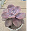 sen đá hồng mập size trung 10-12cm LINHDAN GARDEN. Lỗi 1 đổi 1!