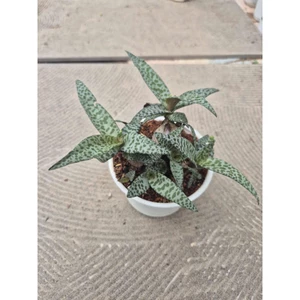 sen đá hồ lô size trung 10-12cm LINHDAN GARDEN, lỗi 1 đổi 1!