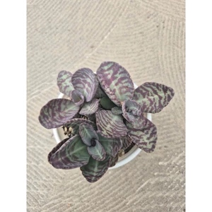 Sen đá Gấm da beo size trumg 10-12cm LINHDAN GARDEN