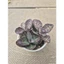 Sen đá Gấm da beo size trumg 10-12cm LINHDAN GARDEN