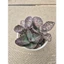 Sen đá Gấm da beo size trumg 10-12cm LINHDAN GARDEN