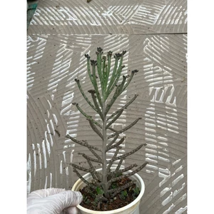 Sen đá thằn lằn size trung10-12cm LINHĐAN GARDEN