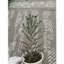 Sen đá thằn lằn size trung10-12cm LINHĐAN GARDEN