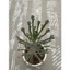 Sen đá thằn lằn size trung10-12cm LINHĐAN GARDEN