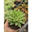 Haworthia dạ quang size bầu 5cm LINHDAN GARDEN