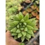 Haworthia dạ quang size bầu 5cm LINHDAN GARDEN