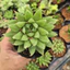Haworthia dạ quang size bầu 5cm LINHDAN GARDEN
