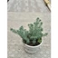Sedum rong biển size trung 10-12cm LINHDAN GARDEN