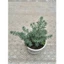Sedum rong biển size trung 10-12cm LINHDAN GARDEN