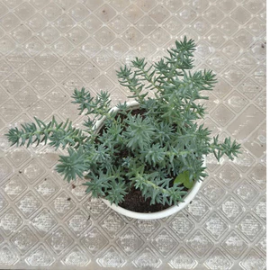 Sedum rong biển size trung 10-12cm LINHDAN GARDEN