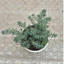 Sedum rong biển size trung 10-12cm LINHDAN GARDEN