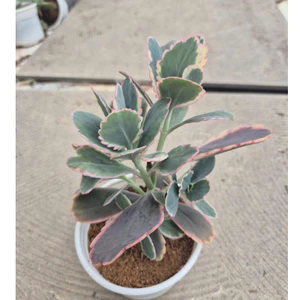 sen đá sò hồng var size trung 10-12cm LINHDAN GARDEN