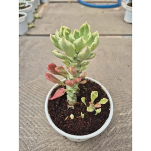 sen đá kỳ lân hồng size trung 10-12cm LINHDAN GARDEN