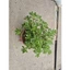 sedum hoa hồng xanh size trung 10-12cm LINHDAN GARDEN