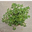 sedum hoa hồng xanh size trung 10-12cm LINHDAN GARDEN