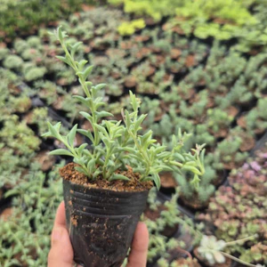 Sedum cá heo size bầu 5-7cm LINHDAN GARDEN