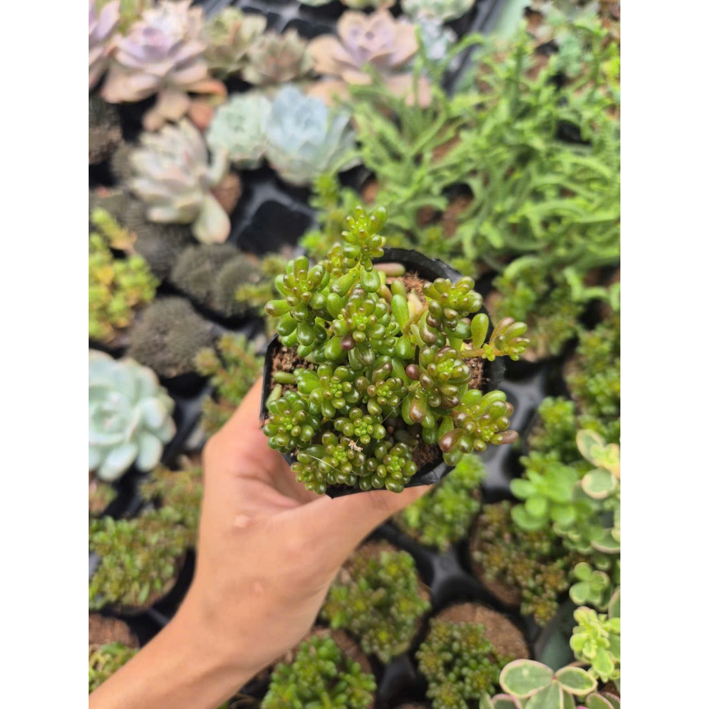Sen đá rong nho size bầu 5-7cm LINHDAN GARDEN