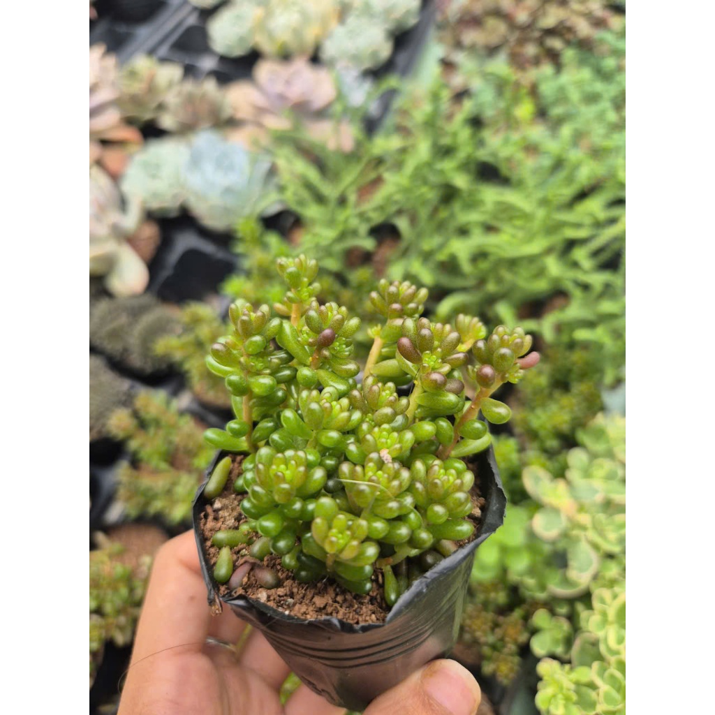 Sen đá rong nho size bầu 5-7cm LINHDAN GARDEN