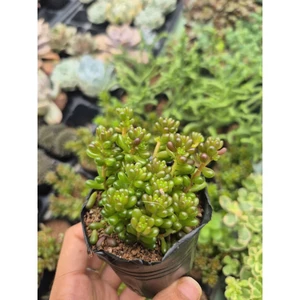 Sen đá rong nho size bầu 5-7cm LINHDAN GARDEN
