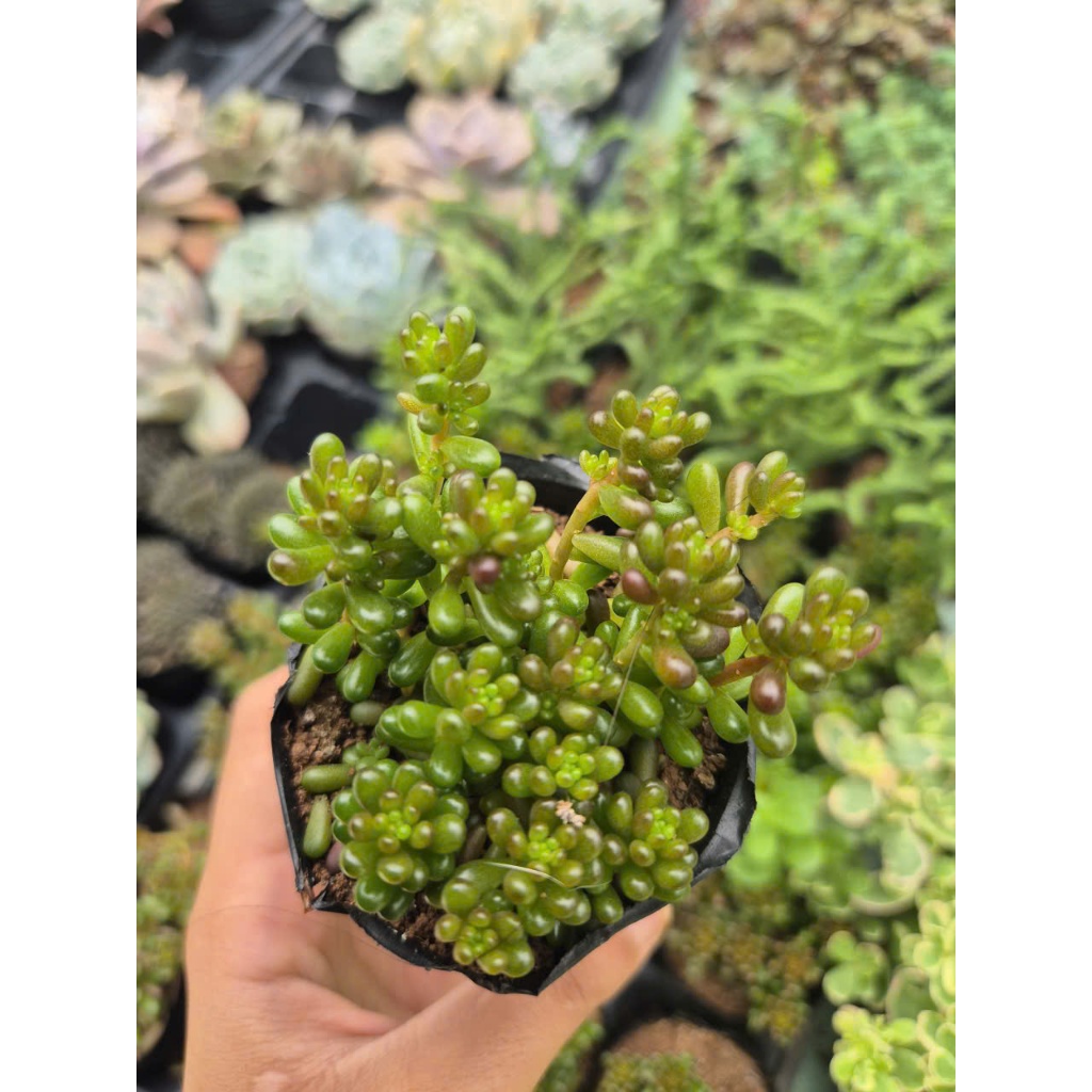 Sen đá rong nho size bầu 5-7cm LINHDAN GARDEN