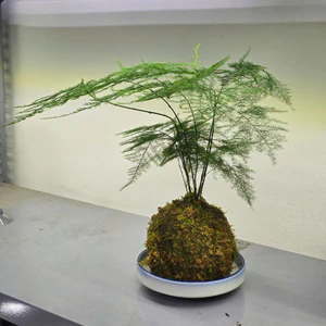 Quả Cầu Rêu Kokedama Kim Thuỷ Tùng
